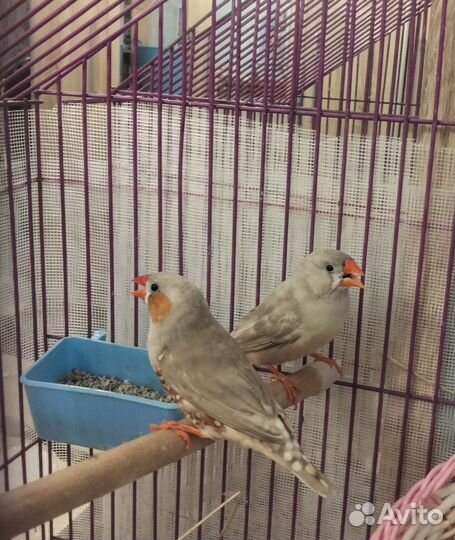 Амадины с клеткой