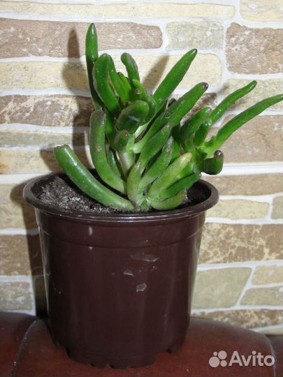 Красулла Хоббит,толстянка