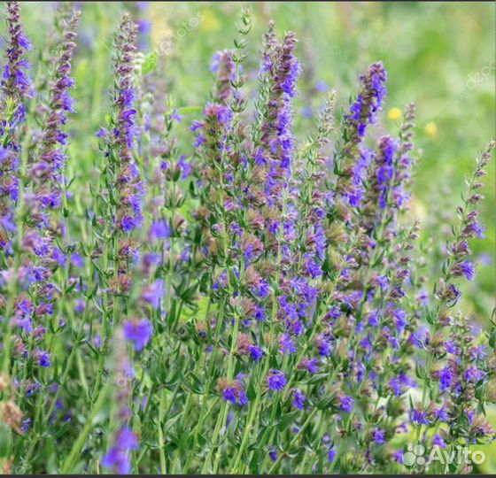 Пряные травы тимьян, иссоп цены в описании