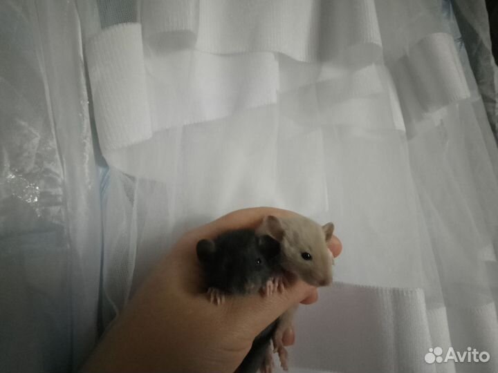 Крыса дамбо