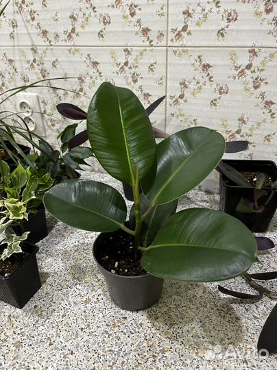Драцена.Фикус твилайт.Кроссандра.Фортуна.Хедера
