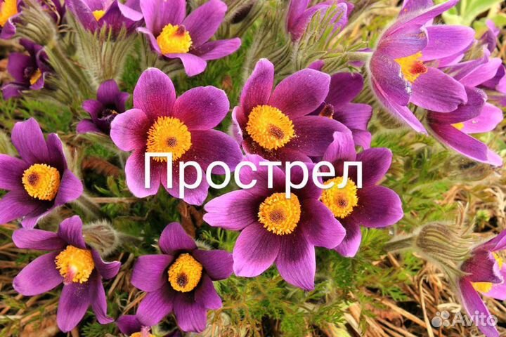 Семена прострела