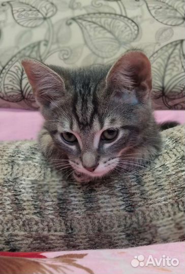 Котенок мальчик 2, 5 месяца в дар