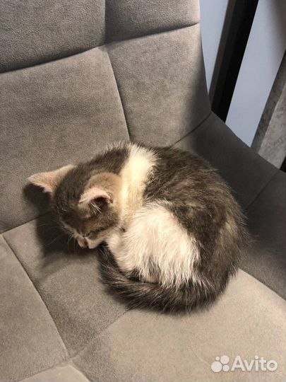 Котенок в добрые руки