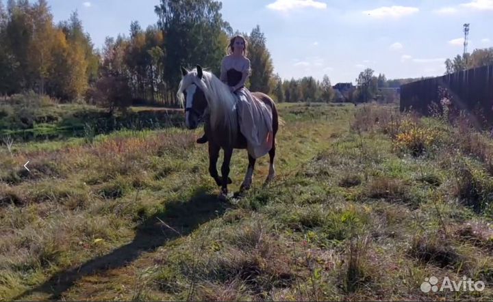 Прогулки на лошадях. Аренда.Фотосессия