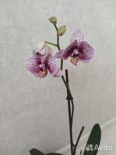 Орхидея Black Stripes