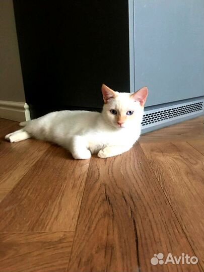 Снежок в добрые руки