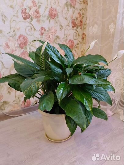 Спатифиллум