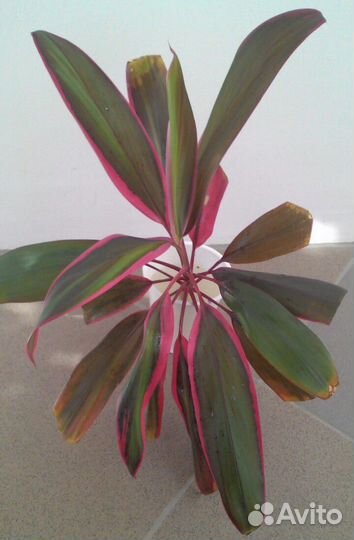 Кордилина черенок