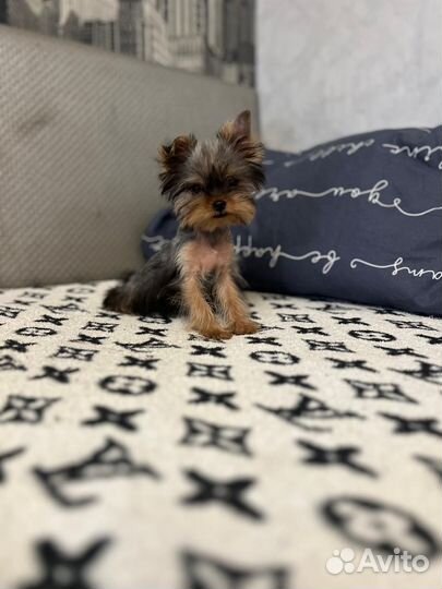 Йоркширский терьер мини девочка