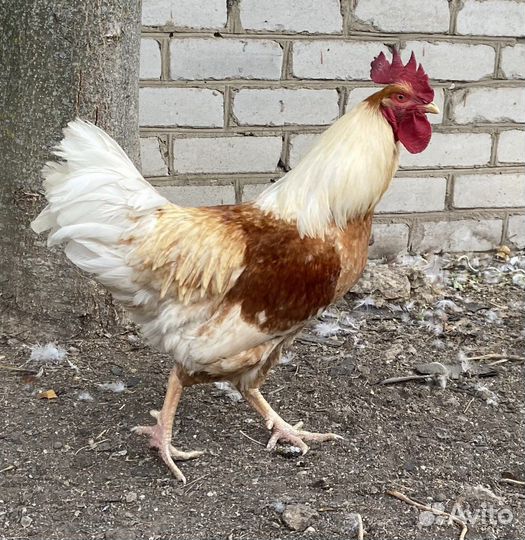 Петух Хайсекс Браун