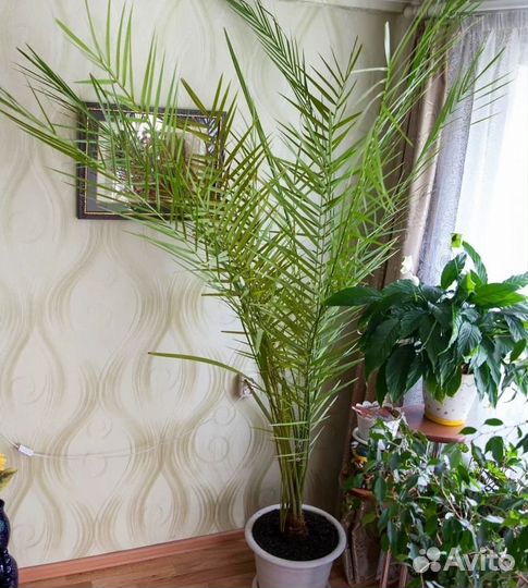 Финиковая пальма