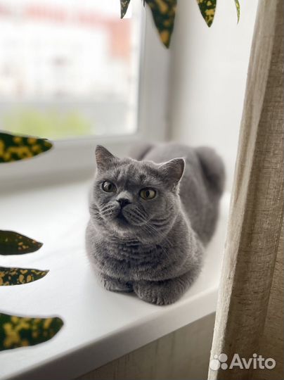 Британская кошка