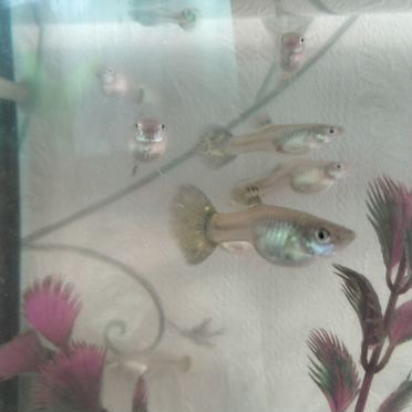Гуппи самки и мальки