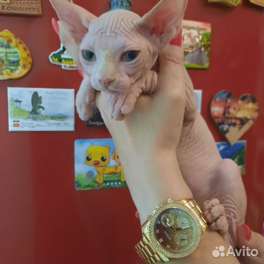 Канадский сфинкс котята