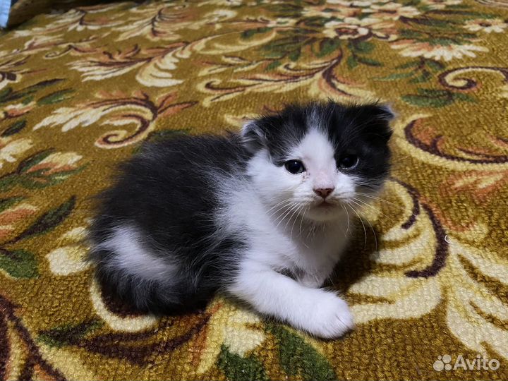 Котята в добрые руки бесплатно