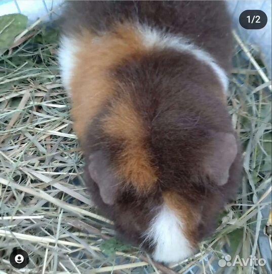 Передержка морских свинок