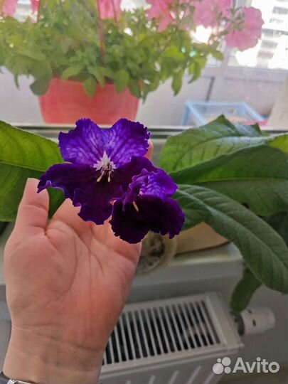 Стрептокарпусы