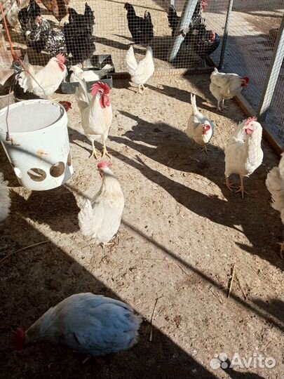 Инкубационное яйцо, цыплята