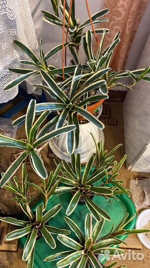 Комнатные цветы