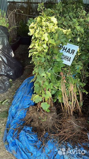 Саженцы крыжовника, смородины черной и красной