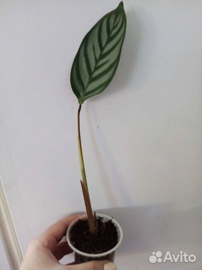 Ктенанта Сетоза