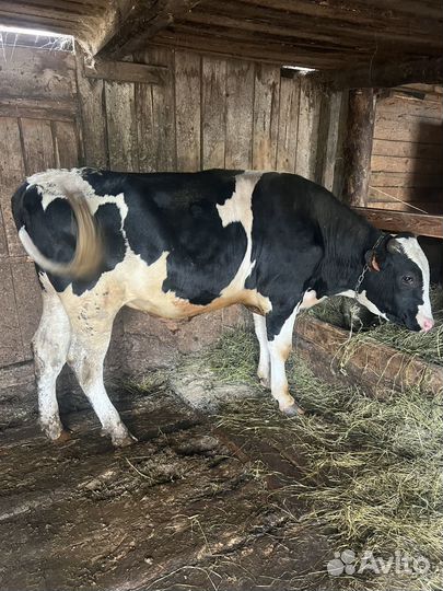 Продам бычка 16 месяцев