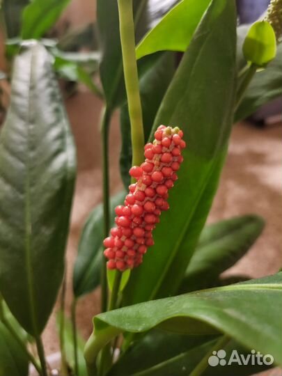 Антуриум Бейкера