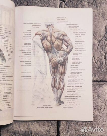 Анатомия силовых упражнений