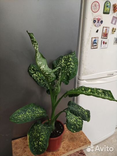 Диффенбахия