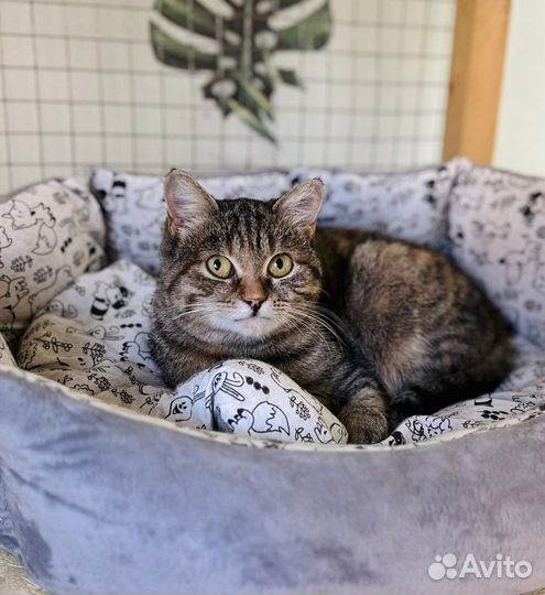 Кошка в дар