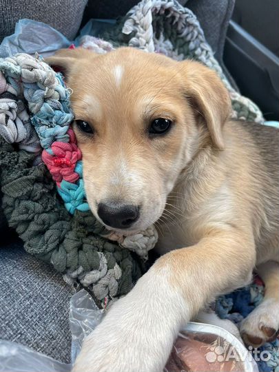 Щенок девочка