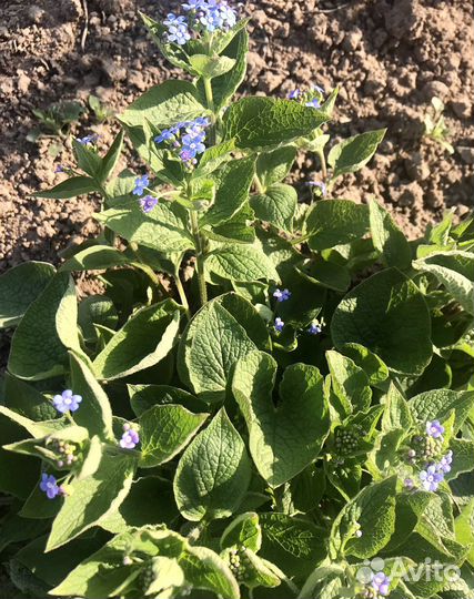 Многолетники