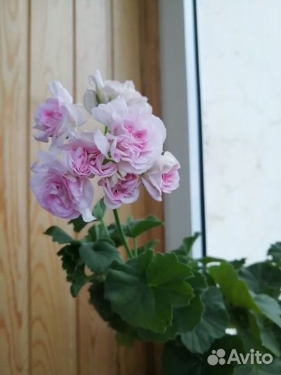 Пеларгонии сортовые