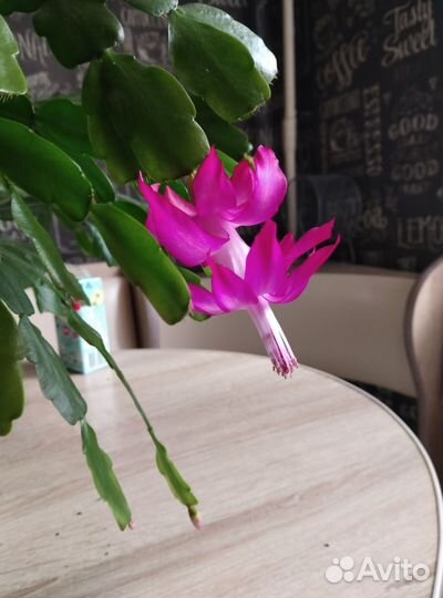 Декабрист розовый