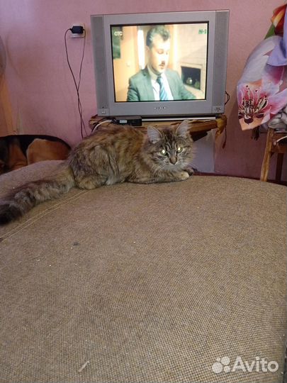 Милая девочка