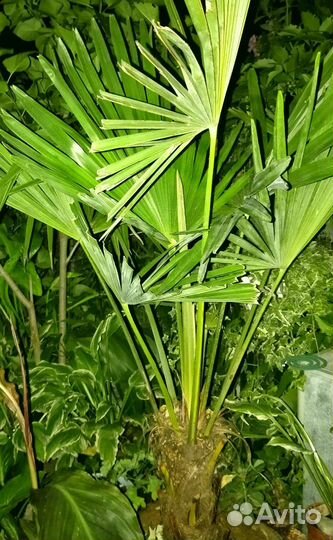 Пальма Трахикарпус Форчуна