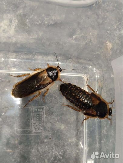 Аргентинский таракан (Blaptica dubia)