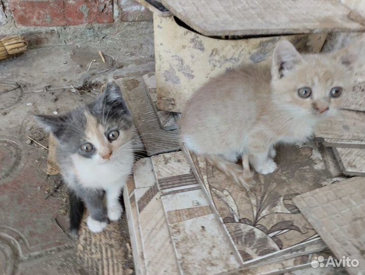 Кошки в добрые руки бесплатно