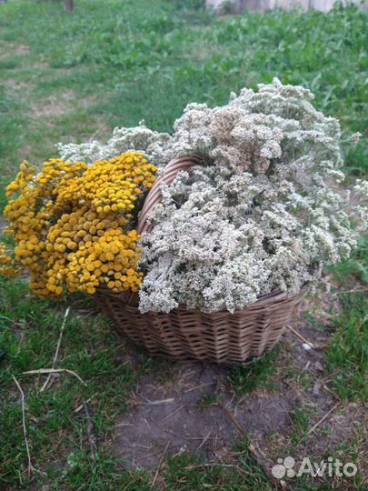 Травы для окуривания, магии, бани