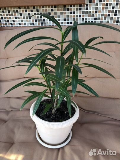 Семена Олеандра