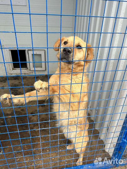 Собака сука метис ретривера