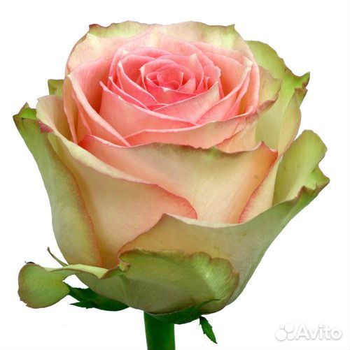 Роза Esperance 80 см