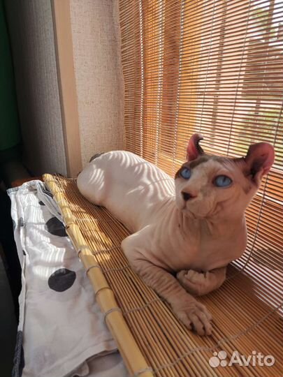 Вязка с эльфом