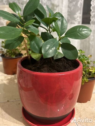 Фикус мокламе