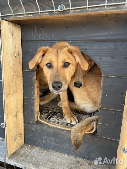 Щенок девочка в добрые руки