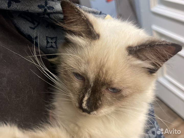 Потерялась кошка