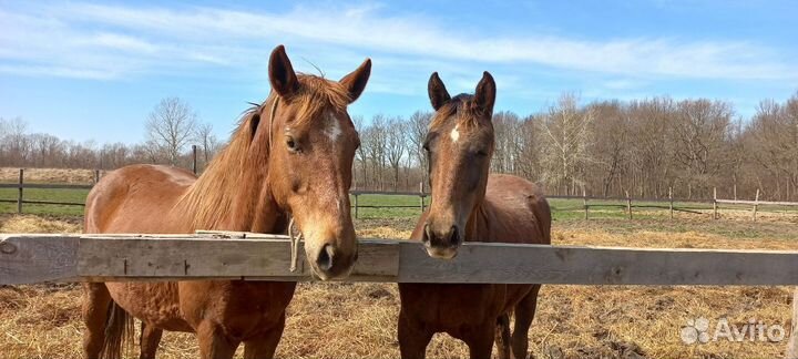 Кобыла с жеребенком