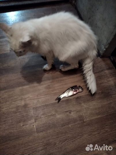 Котята девочки 2 мес бесплатно