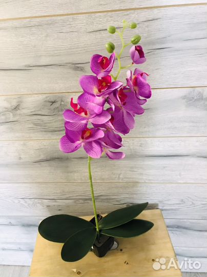 Орхидея